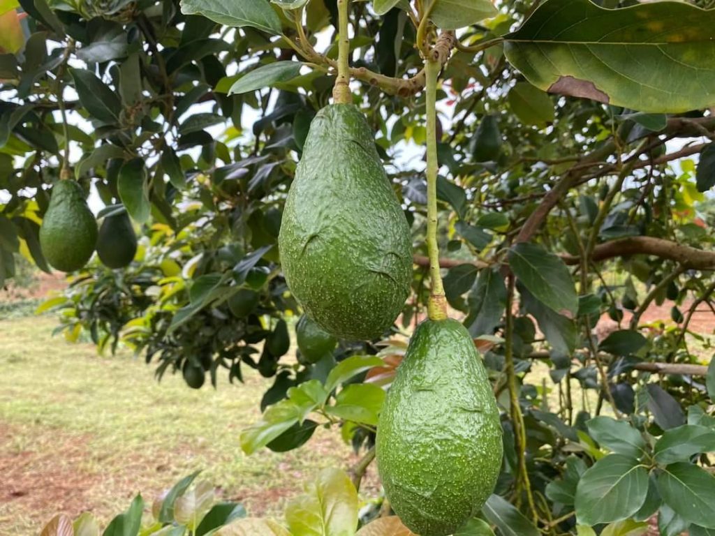 อาโวคาโด